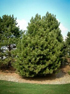 Сосна Чёрная (Pinus Nigra) купить по цене от 270.00р. в интернет-магазине «Посадика» с доставкой почтой в в Сычевкае и по всей России – [изображение №1].