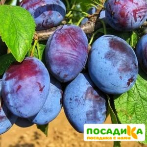 Слива Чачакская ранняя купить по цене от 229.00р. в интернет-магазине «Посадика» с доставкой почтой в в Сычевкае и по всей России – [изображение №1].