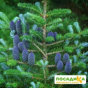 Пихта корейская (Abies koreana) купить по цене от 450.00р. в интернет-магазине «Посадика» с доставкой почтой в в Сычевкае и по всей России – [изображение №1].