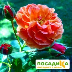 Роза Арабия купить по цене от 350.00р. в интернет-магазине «Посадика» с доставкой почтой в в Сычевкае и по всей России – [изображение №1].