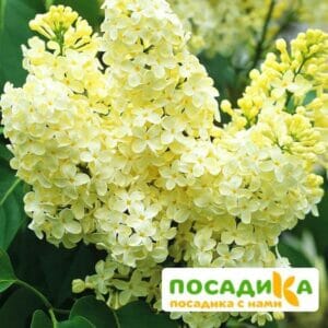 Сирень Примроуз (Primrose) купить по цене от 529.00р. в интернет-магазине «Посадика» с доставкой почтой в в Сычевкае и по всей России – [изображение №1].