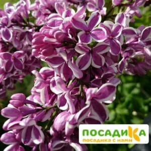 Сирень Сенсация купить по цене от 529.00р. в интернет-магазине «Посадика» с доставкой почтой в в Сычевкае и по всей России – [изображение №1].