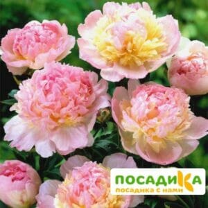 Пион Распберри Сандей (Paeonia Raspberry Sundae) купить по цене от 959р. в интернет-магазине «Посадика» с доставкой почтой в в Сычевкае и по всей России – [изображение №1].