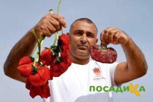 Клубника Гигант Джорнея купить по цене от 266р. в интернет-магазине «Посадика» с доставкой почтой в в Сычевкае и по всей России – [изображение №1].
