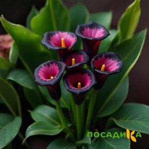 Калла Аура Лейс купить по цене от 400р. в интернет-магазине «Посадика» с доставкой почтой в в Сычевкае и по всей России – [изображение №1].