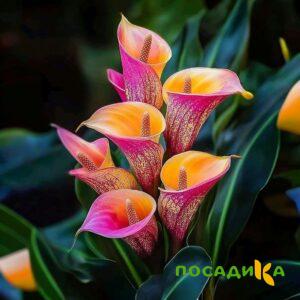 Калла Оникс купить по цене от 450р. в интернет-магазине «Посадика» с доставкой почтой в в Сычевкае и по всей России – [изображение №1].