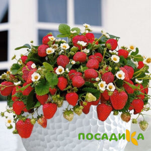 Клубника Рубиновый Шепот (горшечная) купить по цене от 240р. в интернет-магазине «Посадика» с доставкой почтой в в Сычевкае и по всей России – [изображение №1].