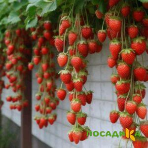 Клубника вьющаяся Комплимент купить по цене от 470р. в интернет-магазине «Посадика» с доставкой почтой в в Сычевкае и по всей России – [изображение №1].