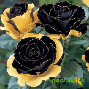 Роза Ханни Сикл купить по цене от 700р. в интернет-магазине «Посадика» с доставкой почтой в в Сычевкае и по всей России – [изображение №1].