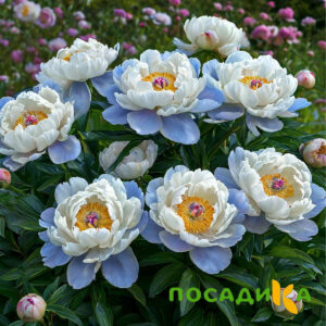 Пион акварельный Этюд купить по цене от 806р. в интернет-магазине «Посадика» с доставкой почтой в в Сычевкае и по всей России – [изображение №1].
