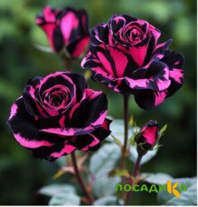 Роза Багровый Шепот купить по цене от 366р. в интернет-магазине «Посадика» с доставкой почтой в в Сычевкае и по всей России – [изображение №1].