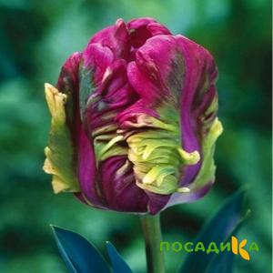 Тюльпан Экзотик Хэвен купить по цене от 186р. в интернет-магазине «Посадика» с доставкой почтой в в Сычевкае и по всей России – [изображение №1].
